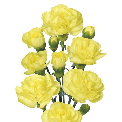 Carnation Spr. Caesar