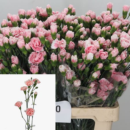 Carnation Spr. Ceramica