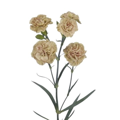 Carnation Spr. Cinnamon