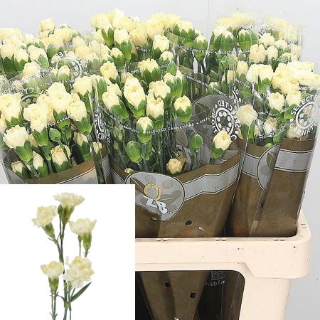 Carnation Spr. Creme Intermezo