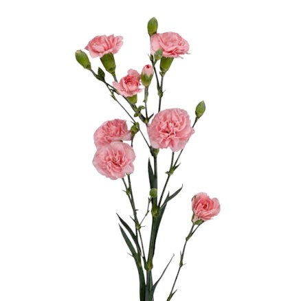 Carnation Spr. Doobadoo