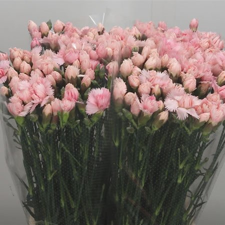 Carnation Spr. Egon