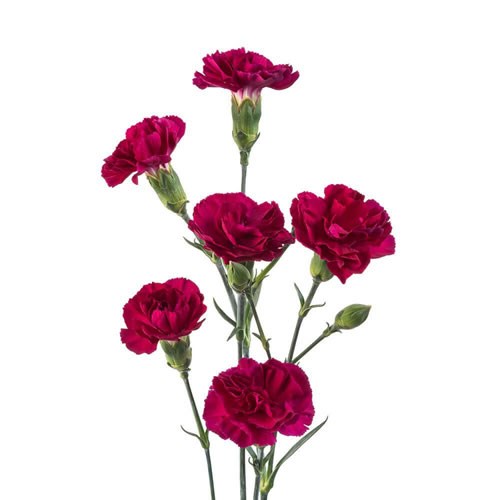 Carnation Spr. Epsilon