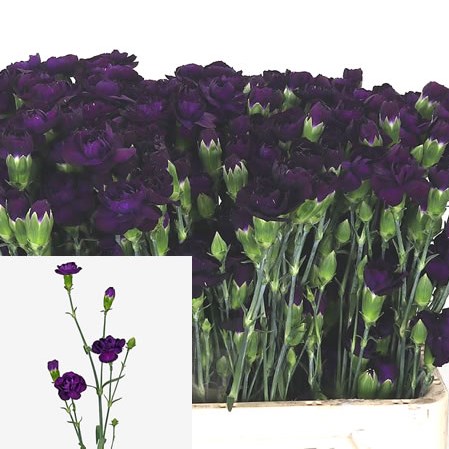 Carnation Spr. Florigene Moonvelvet