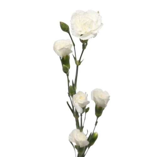 Carnation Spr. Ibis
