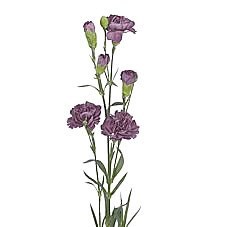 Carnation Spr. Knight