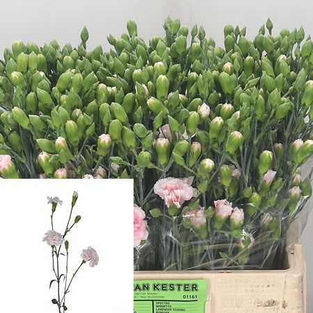 Carnation Spr. Light Pink Tessino