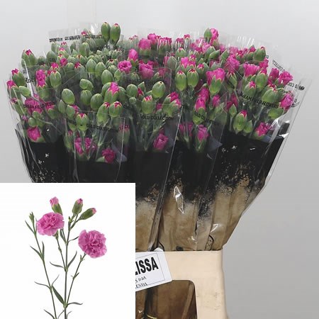 Carnation Spr. Lilac Melisa
