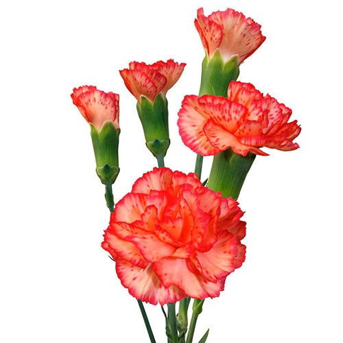 Carnation Spr. Lina
