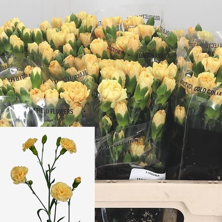 Carnation Spr. Ludona