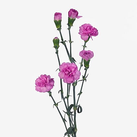 Carnation Spr. Malibu