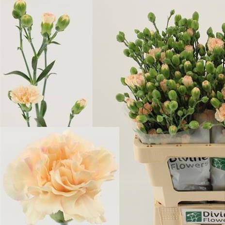 Carnation Spr. Menina