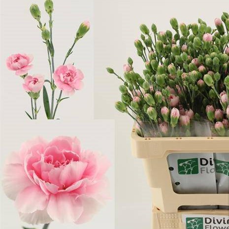 Carnation Spr. Miamor