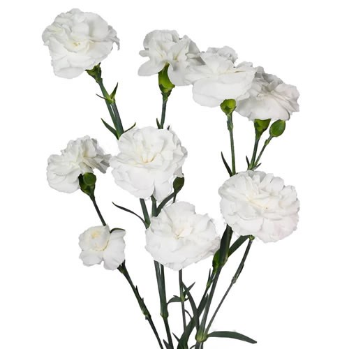 Carnation Spr. Mini Paloma