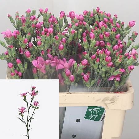 Carnation Spr. Minitiara Lilac