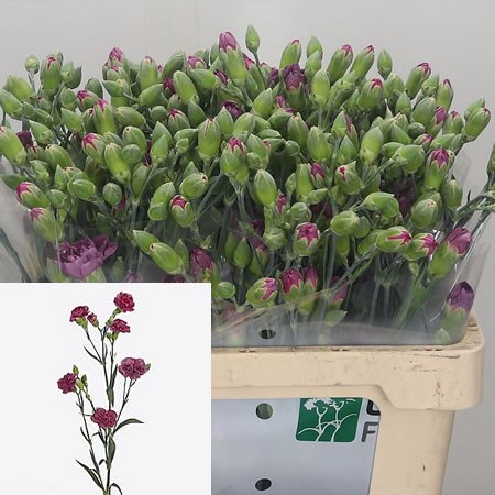 Carnation Spr. Nightfall