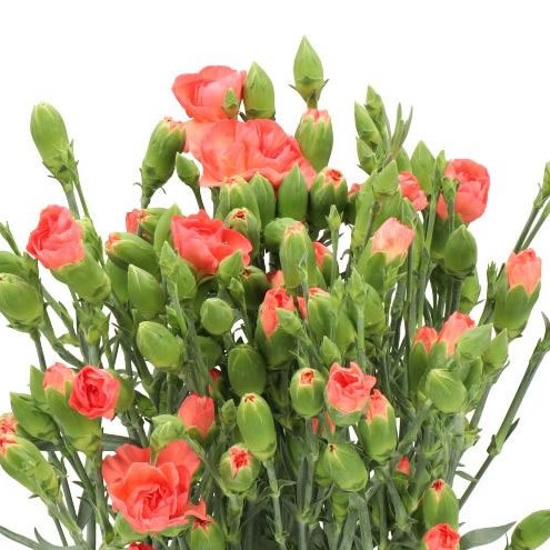 Carnation Spr. Orange Amelie