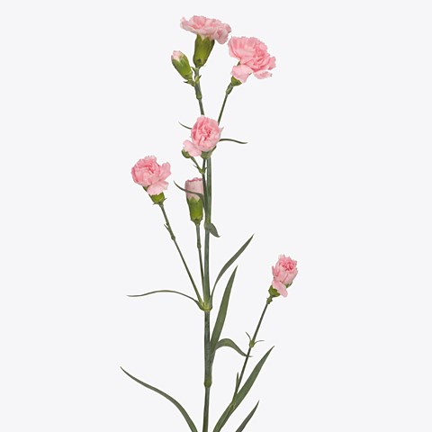 Carnation Spr. Ornella