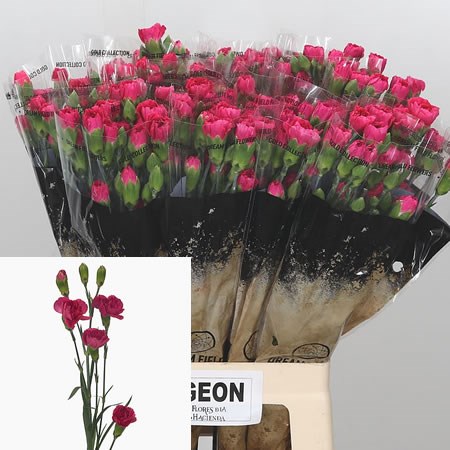Carnation Spr. Pigeon