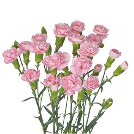 Carnation Spr. Pink Pigeon