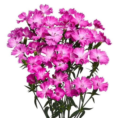 Carnation Spr. Raffine Bonaire