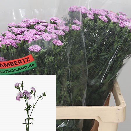 Carnation Spr. Raffine Odile