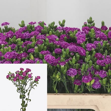 Carnation Spr. Raffine Petit Jolie
