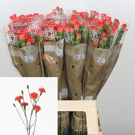Carnation Spr. Romany