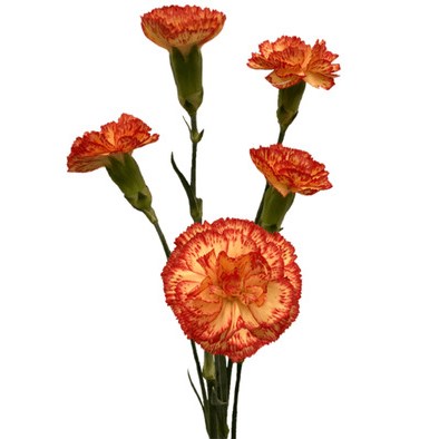 Carnation Spr. Rosita