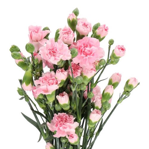 Carnation Spr. Roxanne