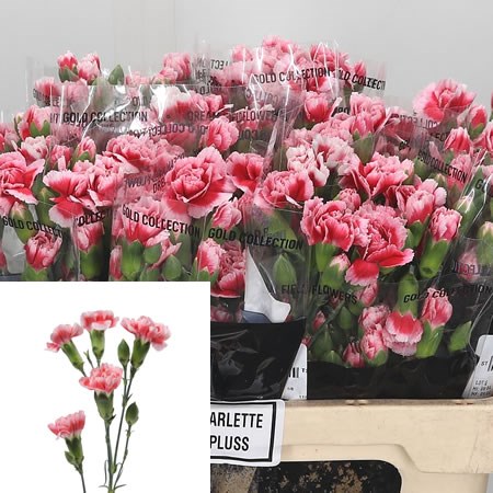 Carnation Spr. Scarlette Plus