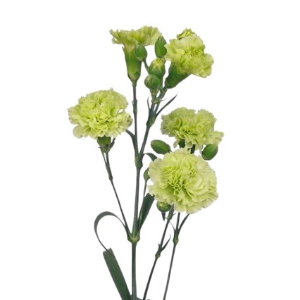 Carnation Spr. Skadi
