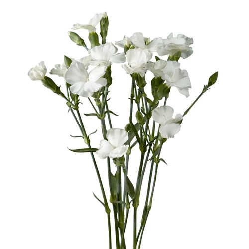 Carnation Spr. Solomio Ard