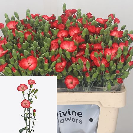 Carnation Spr. Solomio Clif
