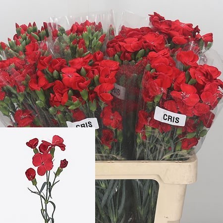 Carnation Spr. Solomio Cris