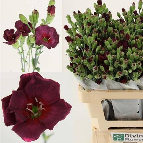 Carnation Spr. Solomio Dua