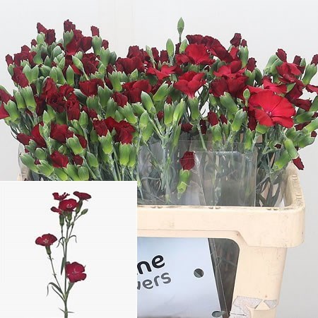 Carnation Spr. Solomio Edo