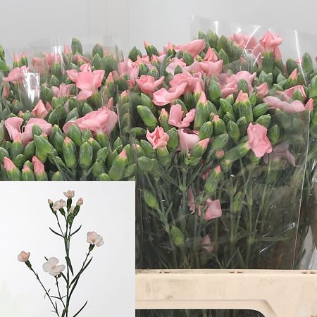 Carnation Spr. Solomio Gil