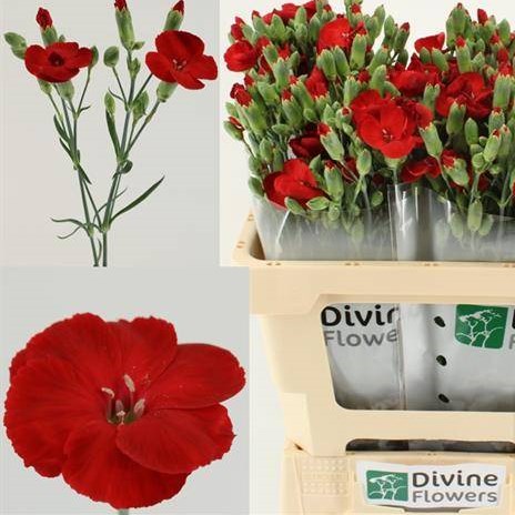 Carnation Spr. Solomio Kai