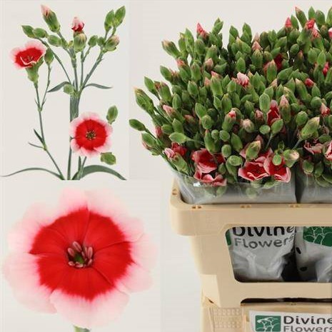 Carnation Spr. Solomio Riv