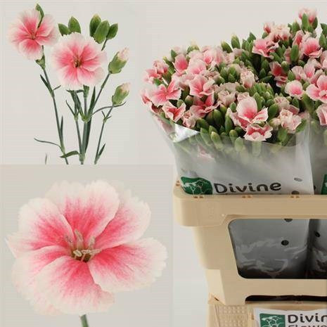 Carnation Spr. Solomio Sia