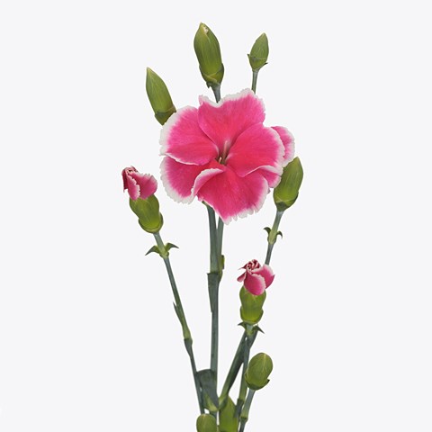Carnation Spr. Solomio Simply Cherry