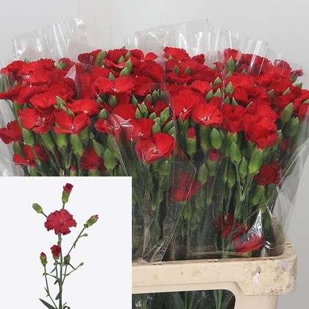 Carnation Spr. Solomio Simply Love