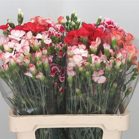Carnation Spr. Solomio Simply Mix