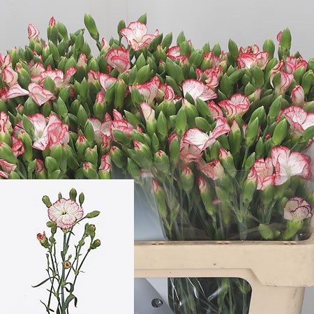 Carnation Spr. Solomio Simply Strike