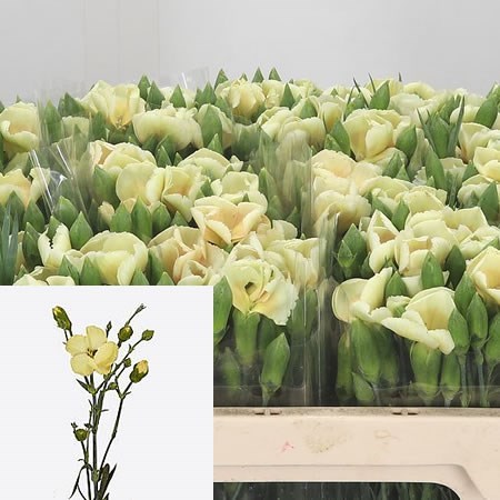 Carnation Spr. Solomio Simply Tweety (Extra)