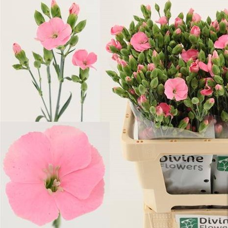 Carnation Spr. Solomio Solandis Candyfly