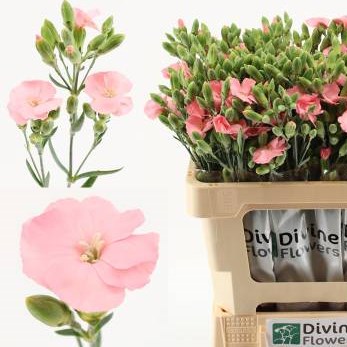 Carnation Spr. Solomio Symply Rose