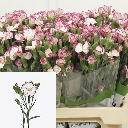 Carnation Spr. Solomio Tino 55cm | Wholesale Dutch Flowers Carnation Spr. Solomio Tino 55cm | Wholesale Dutch Flowers