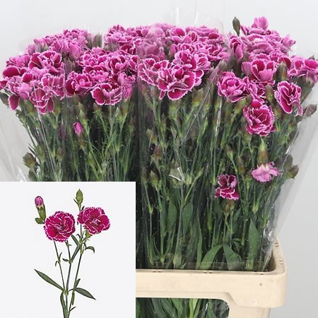 Carnation Spr. The Simpsons Carl